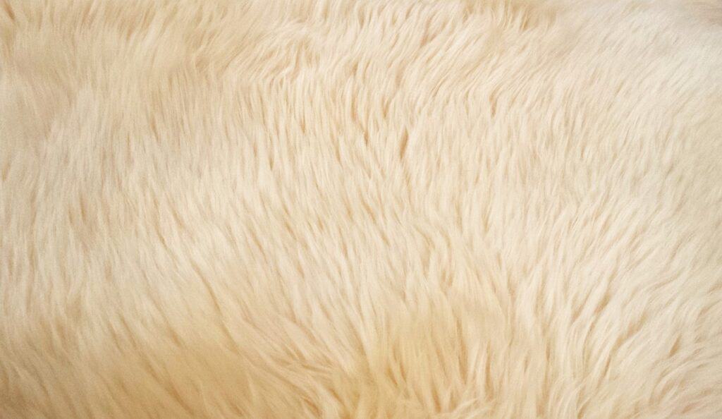 carpet and upholstery cleaning