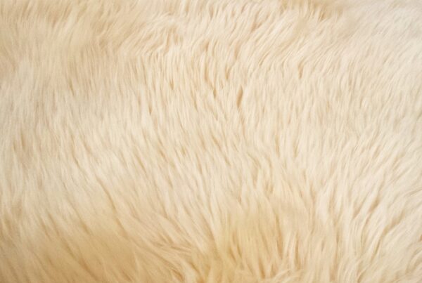 carpet and upholstery cleaning